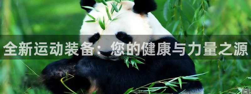 意昂体育4软件：全新运动装备：您的健康与力量之源