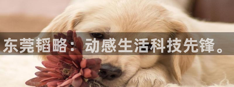 意昂4集团简介：东莞韬略：动感生活科技先锋。